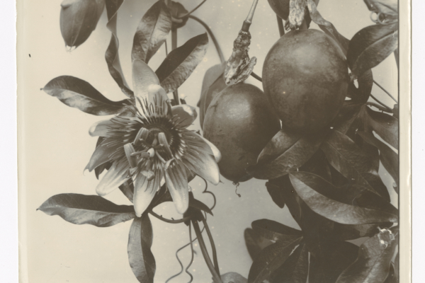 Amelia Elizabeth Gimingham, "Passion Flower and Fruit", 1897. Courtesy Archive of Modern Conflict